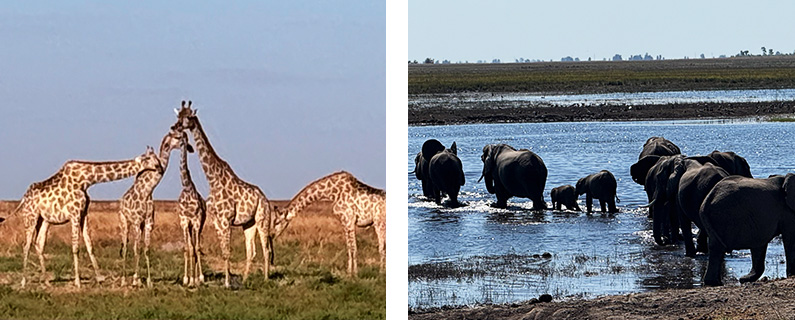 Elephant and Giraffe