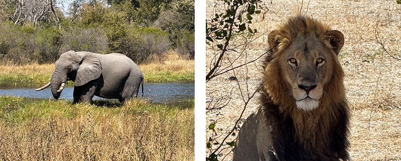 Elephant and Lion