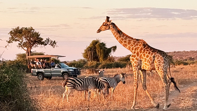 Safari-Trip-Zebra-Giraffe